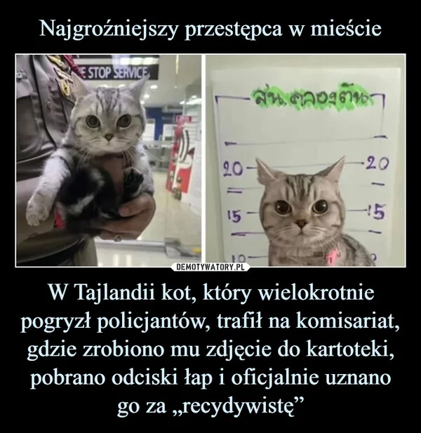 
    Najgroźniejszy przestępca w mieście W Tajlandii kot, który wielokrotnie pogryzł policjantów, trafił na komisariat, gdzie zrobiono mu zdjęcie do kartoteki, pobrano odciski łap i oficjalnie uznano go za „recydywistę”