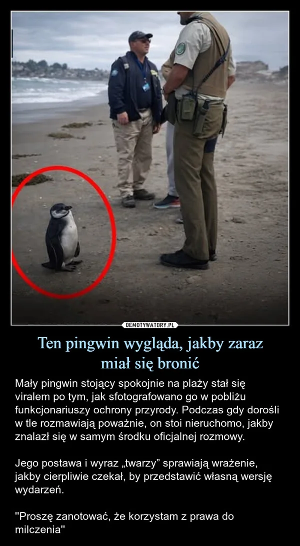 
    Ten pingwin wygląda, jakby zaraz miał się bronić