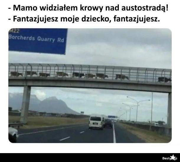 
    Krowy nad autostradą 