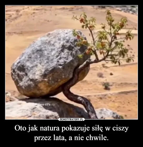 
    Oto jak natura pokazuje siłę w ciszy przez lata, a nie chwile.