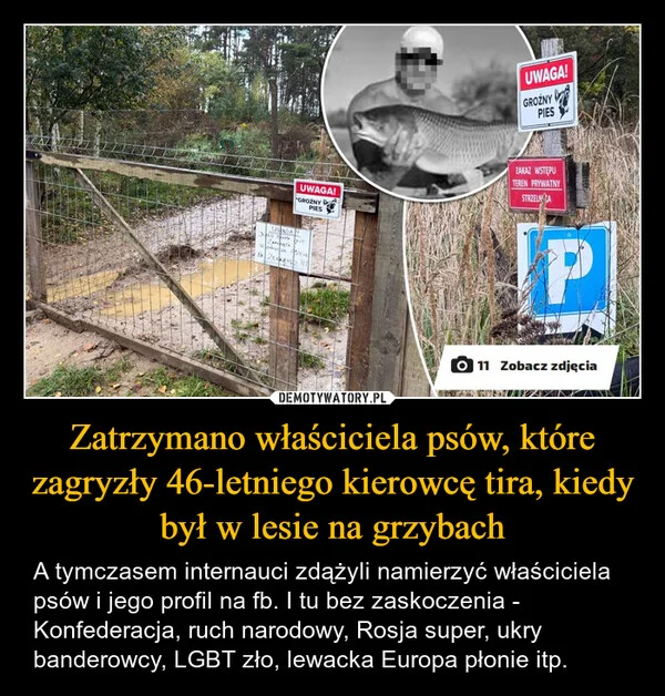 
    Zatrzymano właściciela psów, które zagryzły 46-letniego kierowcę tira, kiedy był w lesie na grzybach