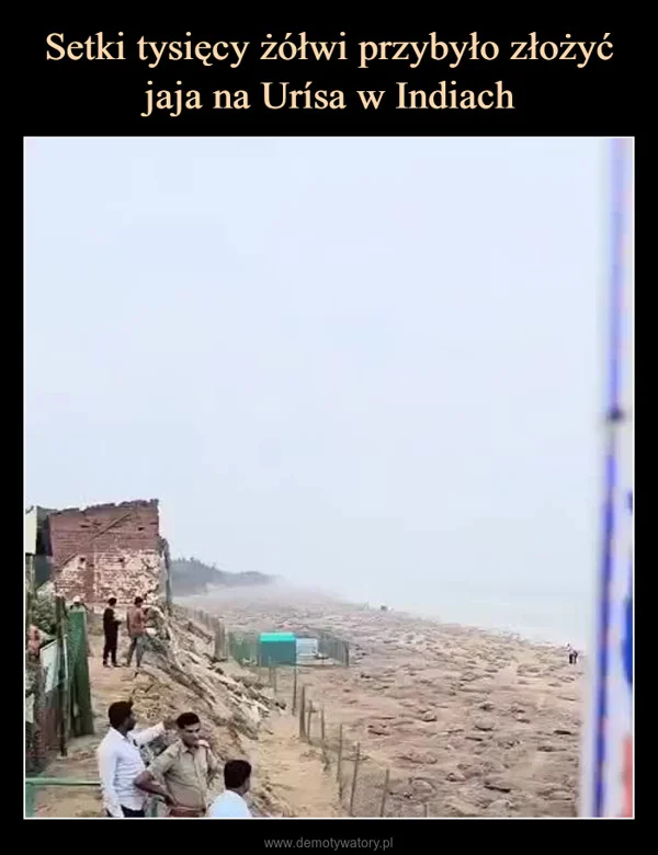 
    Setki tysięcy żółwi przybyło złożyć jaja na Urísa w Indiach