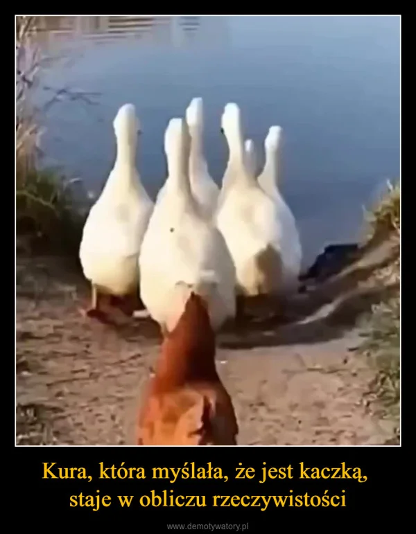 
    Kura, która myślała, że jest kaczką, staje w obliczu rzeczywistości