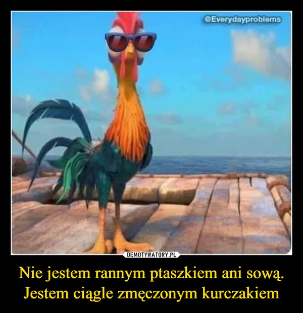 
    Nie jestem rannym ptaszkiem ani sową. Jestem ciągle zmęczonym kurczakiem