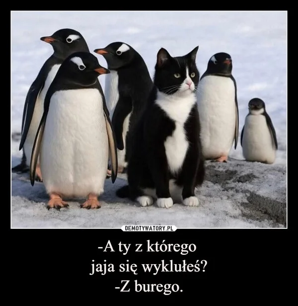 
    -A ty z którego jaja się wyklułeś? -Z burego.