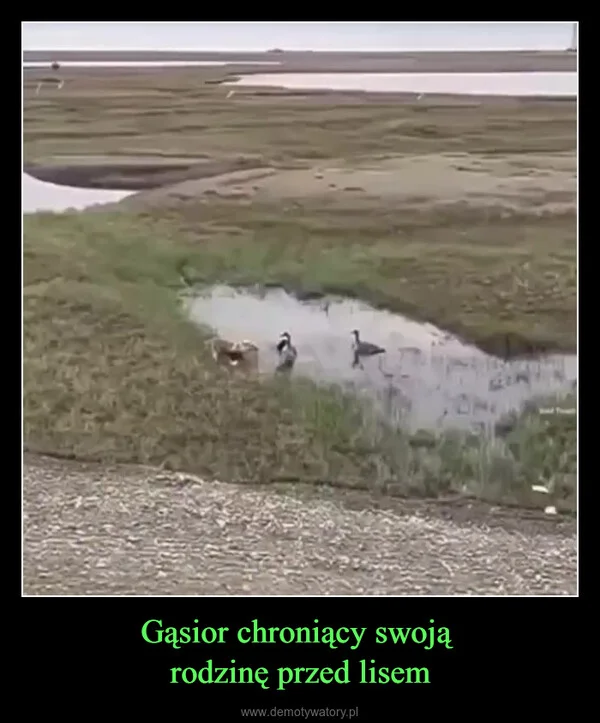 
    Gąsior chroniący swoją rodzinę przed lisem