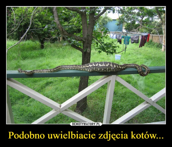 
    Podobno uwielbiacie zdjęcia kotów...
