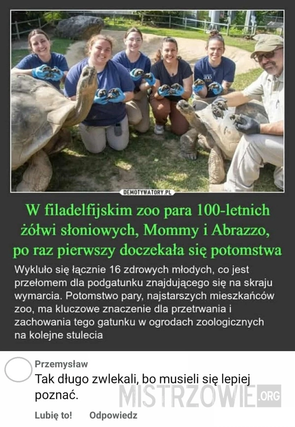 
    Żółwie
