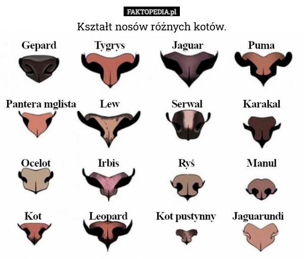 
    Kształt nosów różnych kotów.