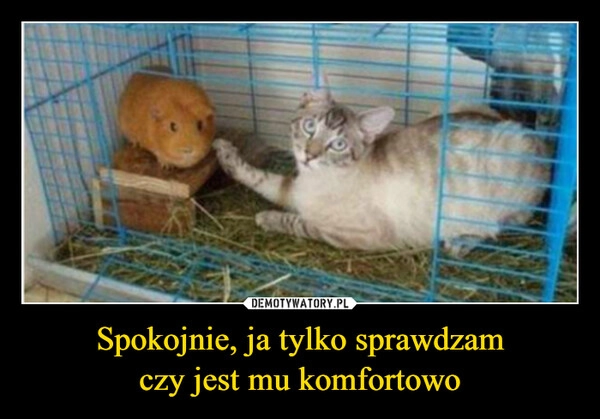 
    Spokojnie, ja tylko sprawdzam
czy jest mu komfortowo