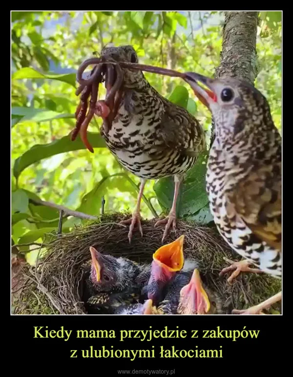 
    Kiedy mama przyjedzie z zakupów z ulubionymi łakociami