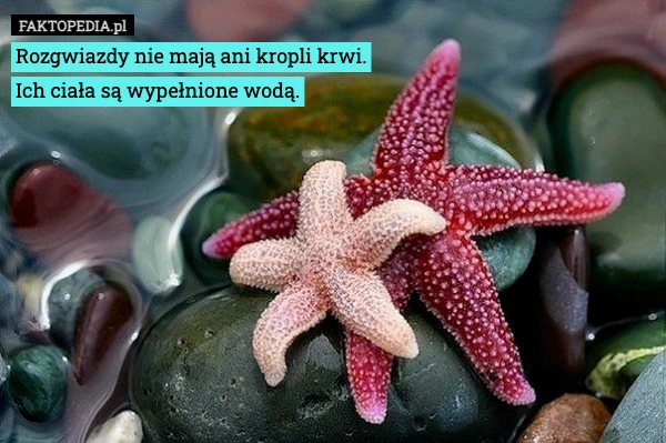 
    Rozgwiazdy nie mają ani kropli krwi.
Ich ciała są wypełnione wodą.