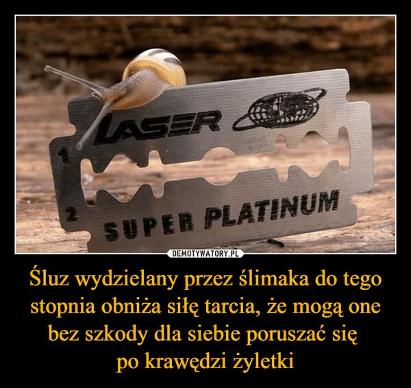 
    Śluz wydzielany przez ślimaka do tego stopnia obniża siłę tarcia, że mogą one bez szkody dla siebie poruszać się po krawędzi żyletki