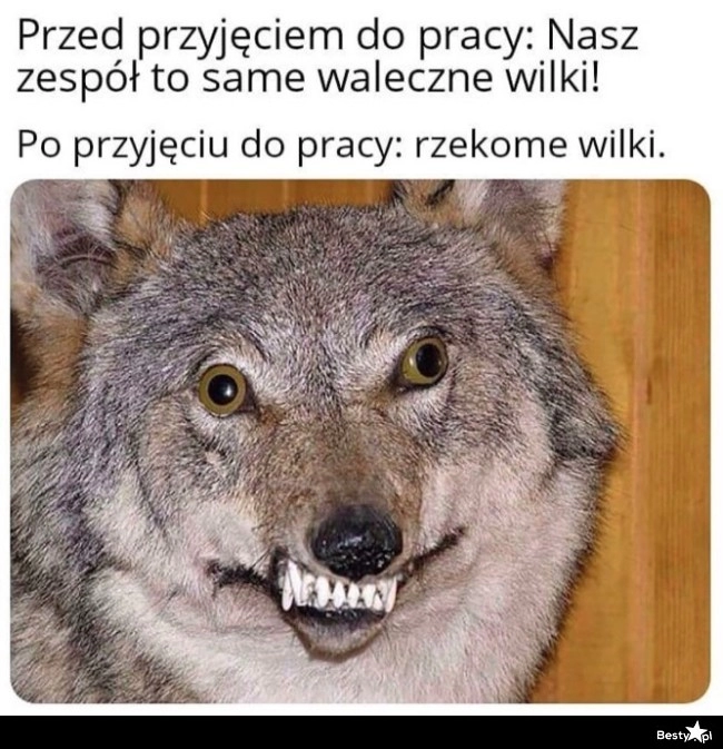 
    Waleczne wilki 