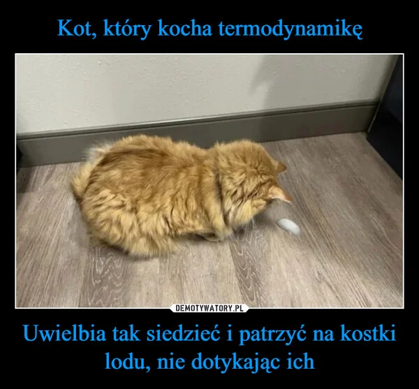 
    Kot, który kocha termodynamikę Uwielbia tak siedzieć i patrzyć na kostki lodu, nie dotykając ich