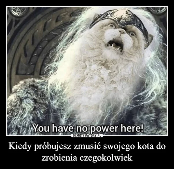 
    Kiedy próbujesz zmusić swojego kota do zrobienia czegokolwiek