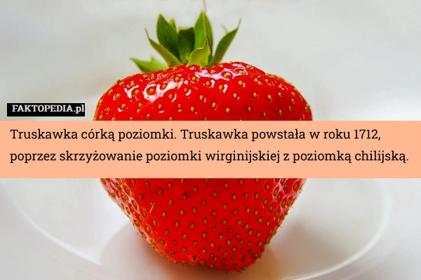 
    Truskawka córką poziomki. Truskawka powstała w roku 1712, poprzez skrzy­żo­wa­nie