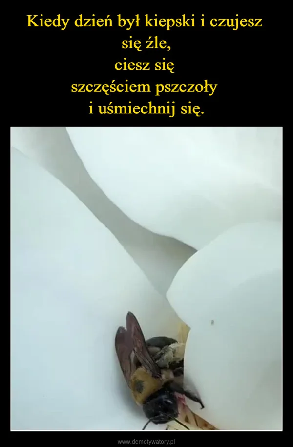 
    Kiedy dzień był kiepski i czujesz się źle, ciesz się szczęściem pszczoły i uśmiechnij się.