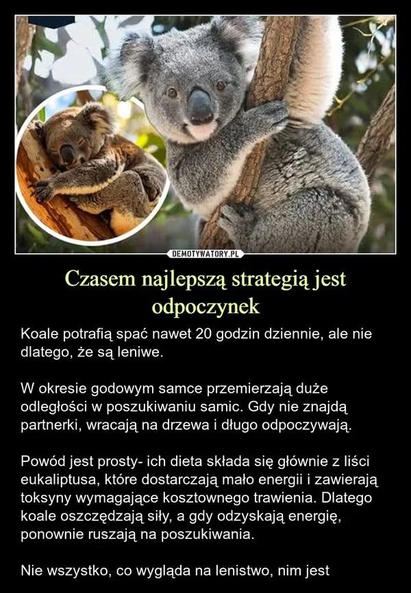 
    Czasem najlepszą strategią jest odpoczynek