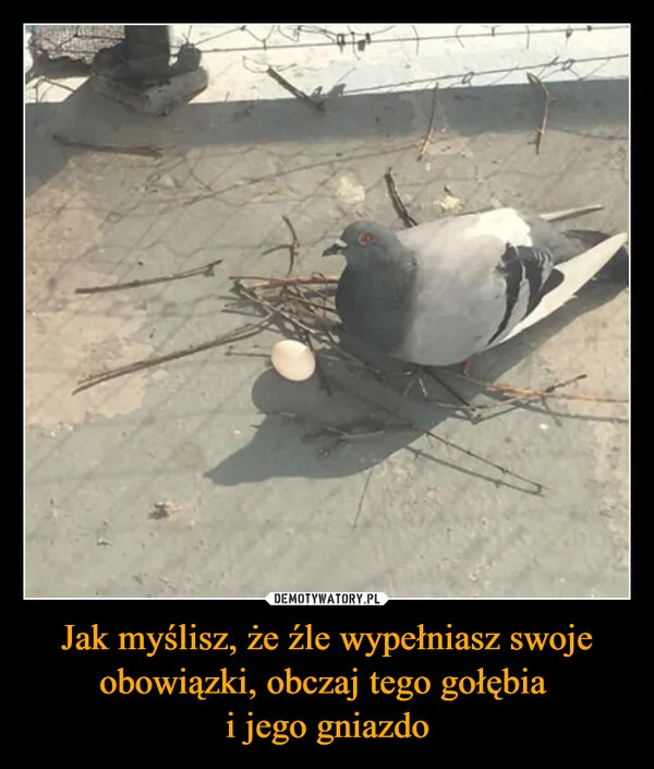 
    Jak myślisz, że źle wypełniasz swoje obowiązki, obczaj tego gołębia i jego gniazdo