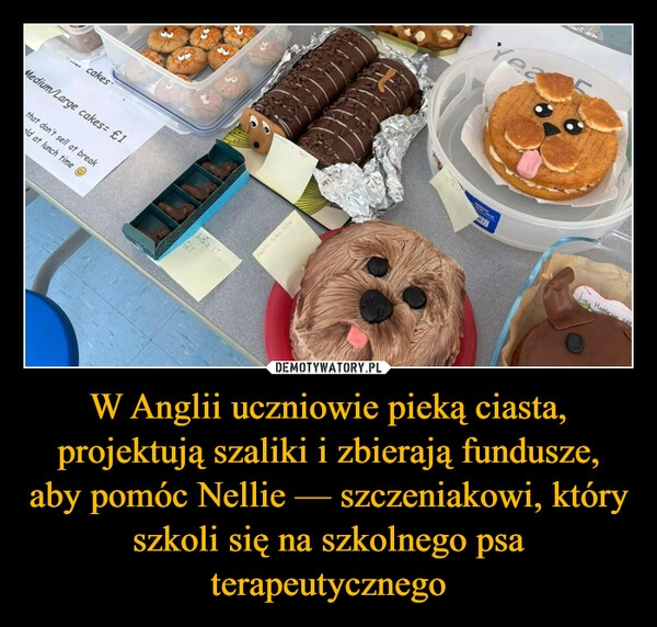 
    W Anglii uczniowie pieką ciasta, projektują szaliki i zbierają fundusze, aby pomóc Nellie — szczeniakowi, który szkoli się na szkolnego psa terapeutycznego