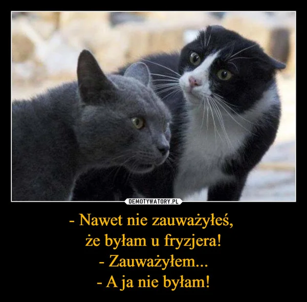 
    - Nawet nie zauważyłeś, że byłam u fryzjera! - Zauważyłem... - A ja nie byłam!