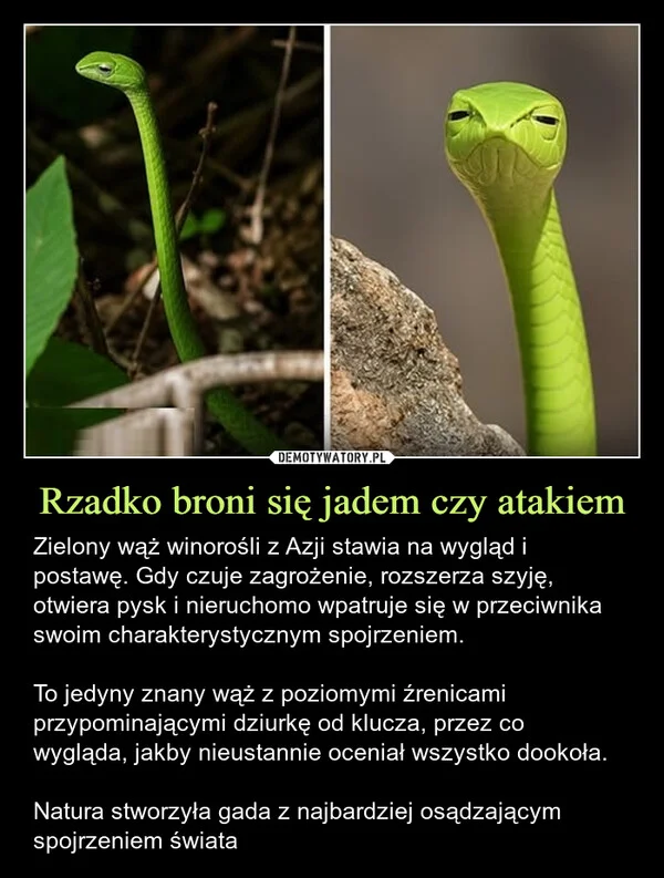 
    Rzadko broni się jadem czy atakiem