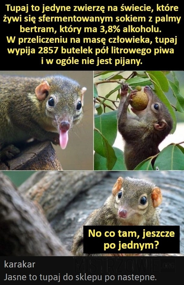 
    Tupaj