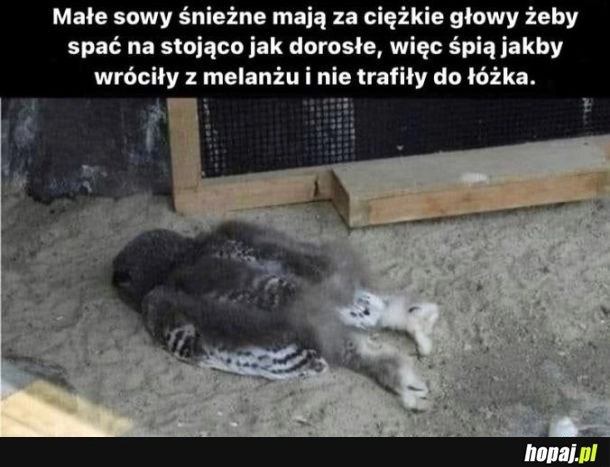 
    Sowa