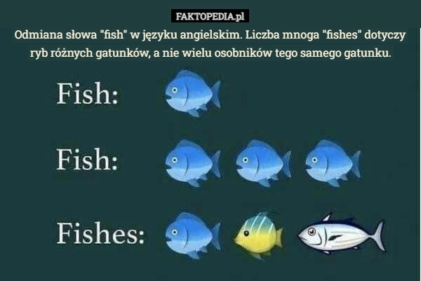 
    Odmiana słowa "fish" w języku angielskim. Liczba mnoga "fishes"