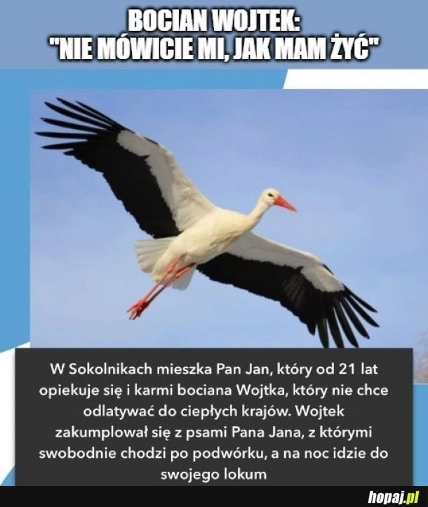 
    Żyje po swojemu