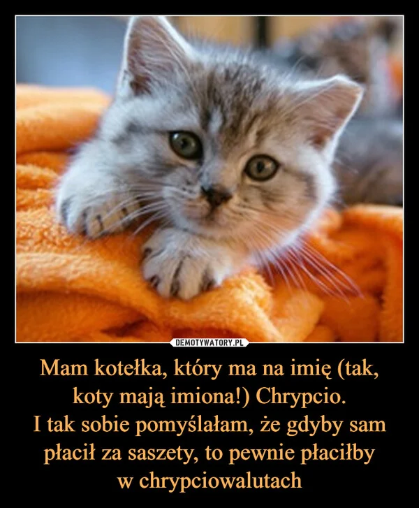 Mam kotełka, który ma na imię (tak, koty mają imiona!) Chrypcio. I tak sobie pomyślałam, że gdyby sam płacił za saszety, to pewnie płaciłby w chrypciowalutach