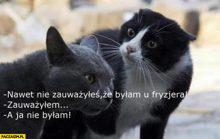 
    Koty nawet nie zauważyłeś, że byłam u fryzjera! Zauważyłem, a ja nie byłam!