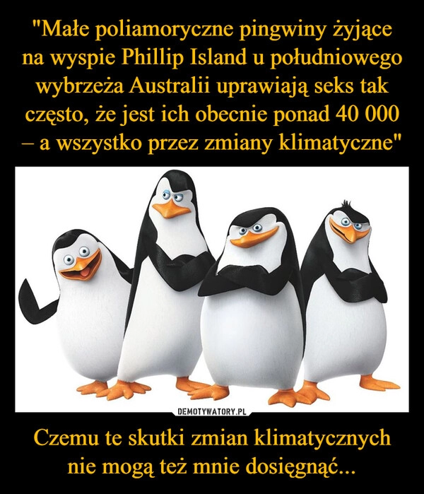 
    "Małe poliamoryczne pingwiny żyjące na wyspie Phillip Island u południowego wybrzeża Australii uprawiają seks tak często, że jest ich obecnie ponad 40 000 – a wszystko przez zmiany klimatyczne" Czemu te skutki zmian klimatycznych nie mogą też mnie dosięgnąć...