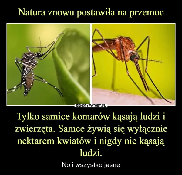 
    Natura znowu postawiła na przemoc Tylko samice komarów kąsają ludzi i zwierzęta. Samce żywią się wyłącznie nektarem kwiatów i nigdy nie kąsają ludzi.