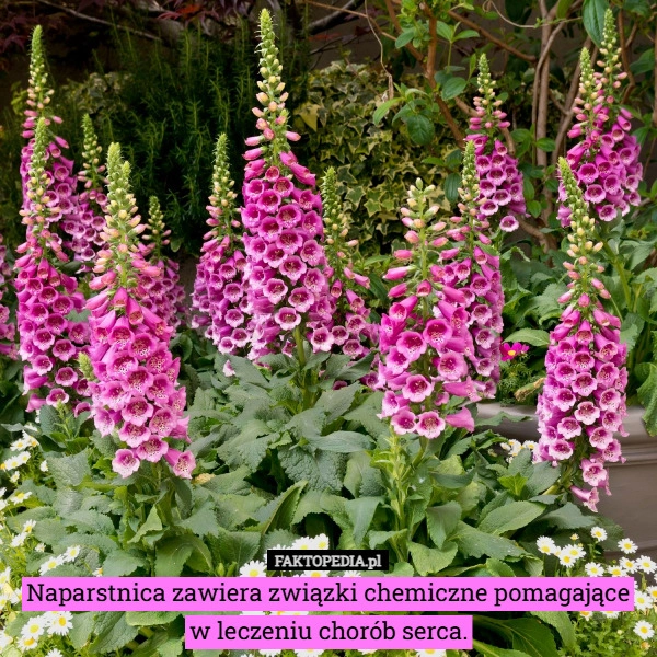 
    Naparstnica zawiera związki chemiczne pomagające w leczeniu chorób serca.