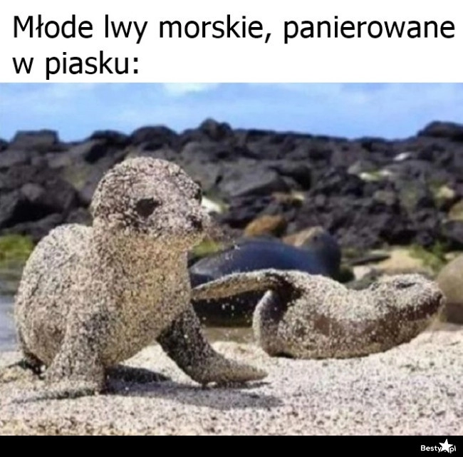 
    Młode lwy morskie 