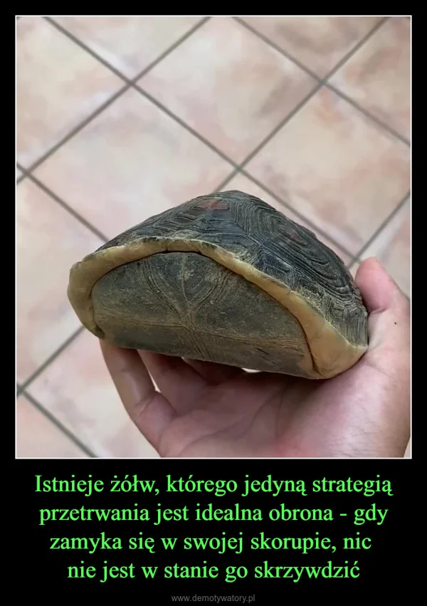 
    Istnieje żółw, którego jedyną strategią przetrwania jest idealna obrona - gdy zamyka się w swojej skorupie, nic nie jest w stanie go skrzywdzić