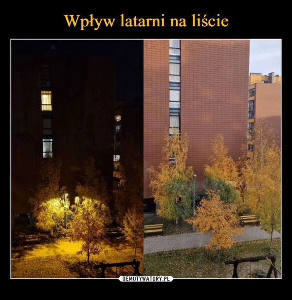 
    Wpływ latarni na liście