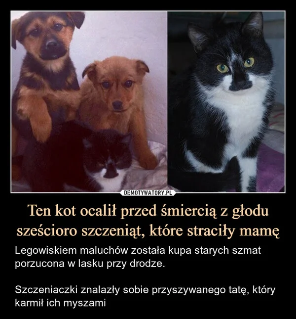 
    Ten kot ocalił przed śmiercią z głodu sześcioro szczeniąt, które straciły mamę