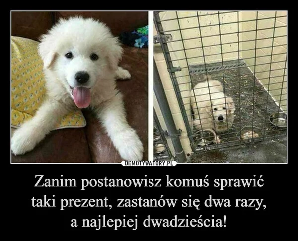 
    Zanim postanowisz komuś sprawić taki prezent, zastanów się dwa razy, a najlepiej dwadzieścia!