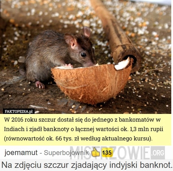 
    Szczur