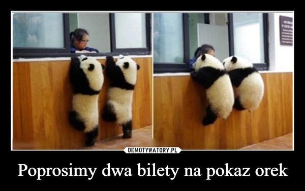 
    Poprosimy dwa bilety na pokaz orek