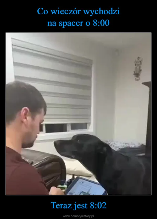 
    Co wieczór wychodzi na spacer o 8:00 Teraz jest 8:02