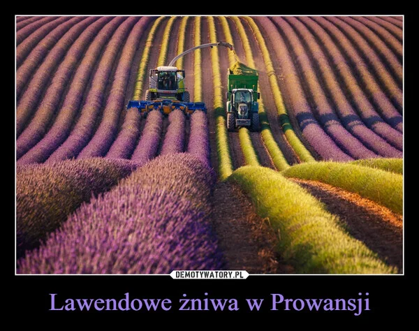 Lawendowe żniwa w Prowansji