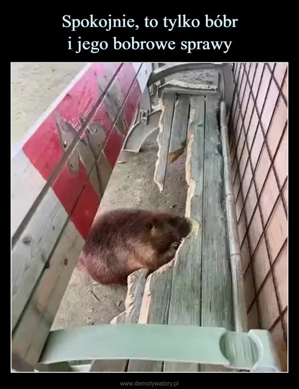 
    Spokojnie, to tylko bóbr i jego bobrowe sprawy