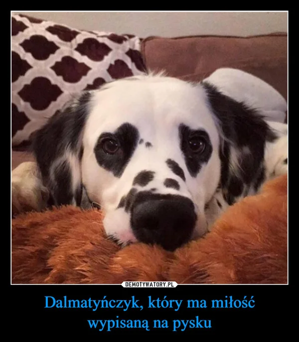 
    Dalmatyńczyk, który ma miłość wypisaną na pysku