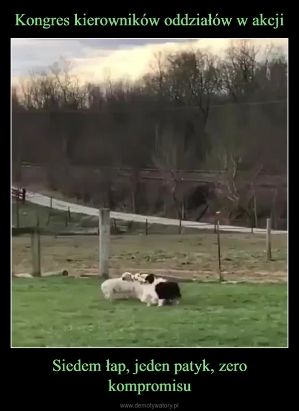 Kongres kierowników oddziałów w akcji Siedem łap, jeden patyk, zero kompromisu
