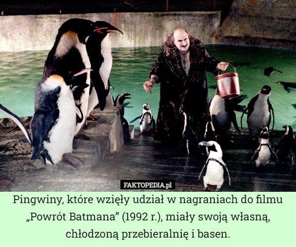 
    
			Pingwiny, które wzięły udział w nagraniach do filmu „Powrót Batmana” (1992					