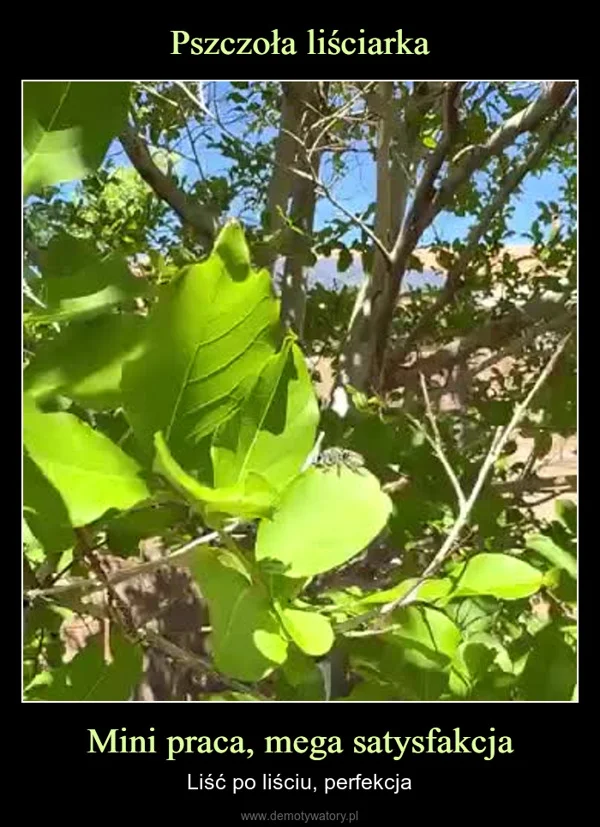 
    Pszczoła liściarka Mini praca, mega satysfakcja